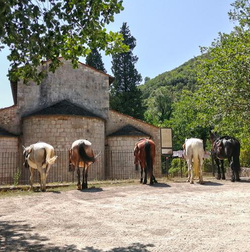 cavalli-chiesa