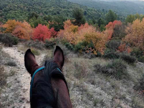 cavallo-colori-autunno