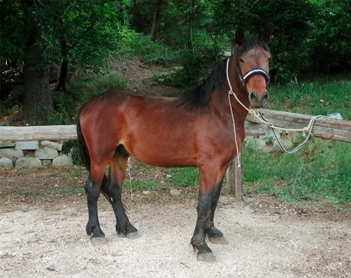 cavallo-da-solo