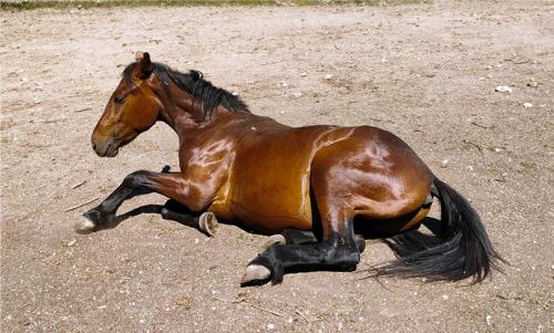 cavallo-lucido