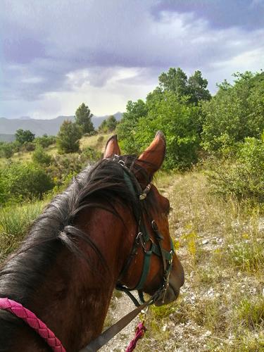 cavallo