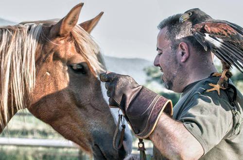 falco-cavallo-uomo