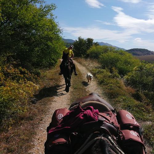 strada-cavallo-donna-cane